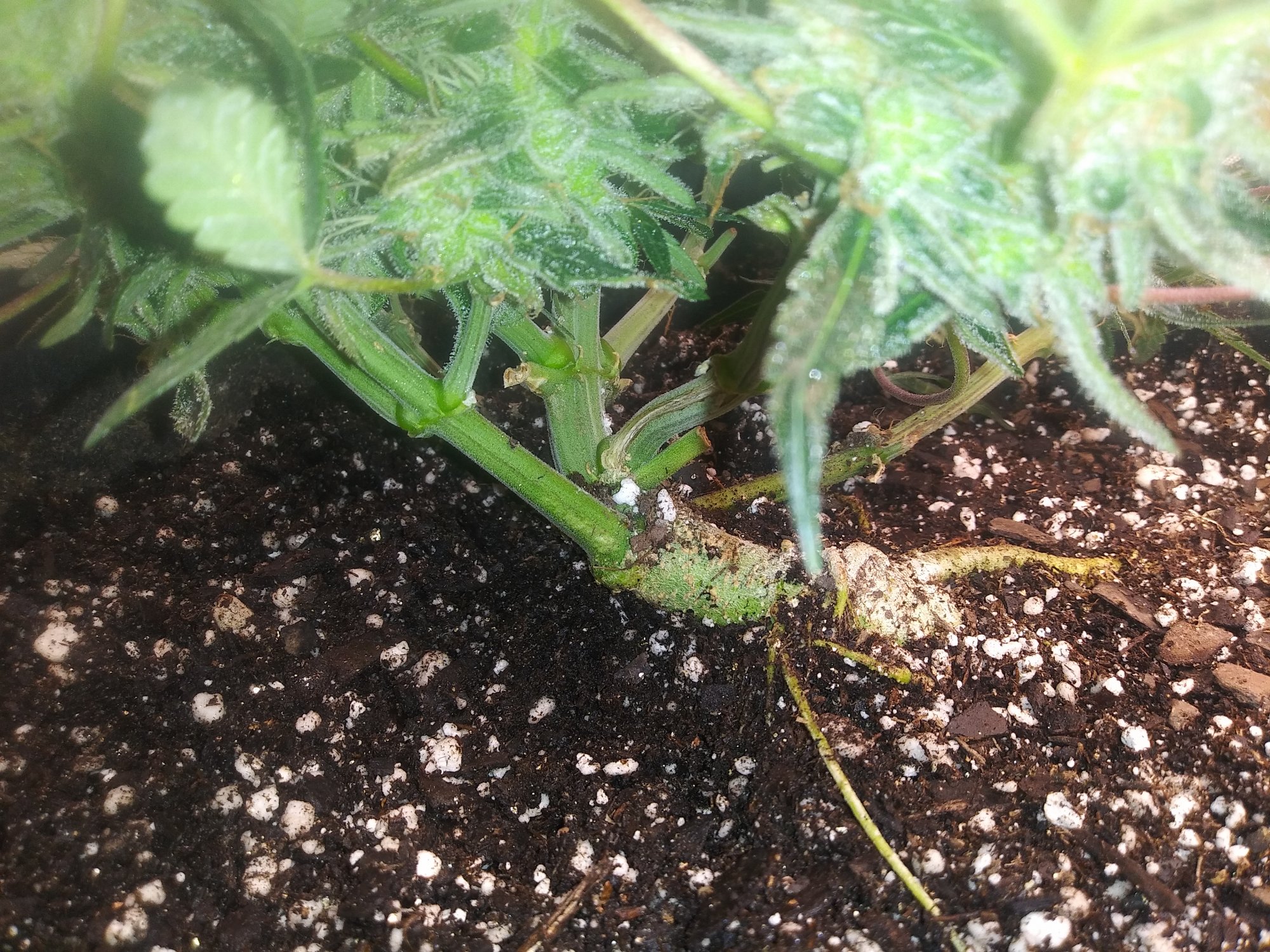 Should i keep this nl auto going or no 3