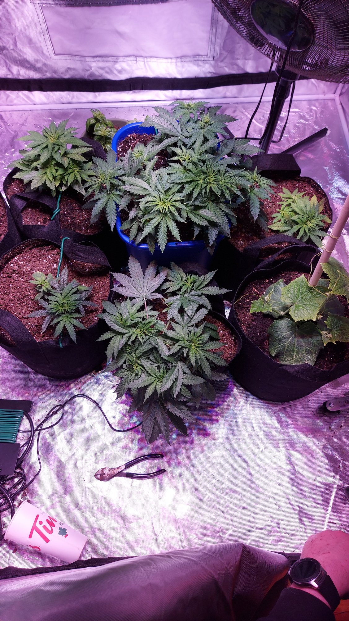 Should i prune first grow ever