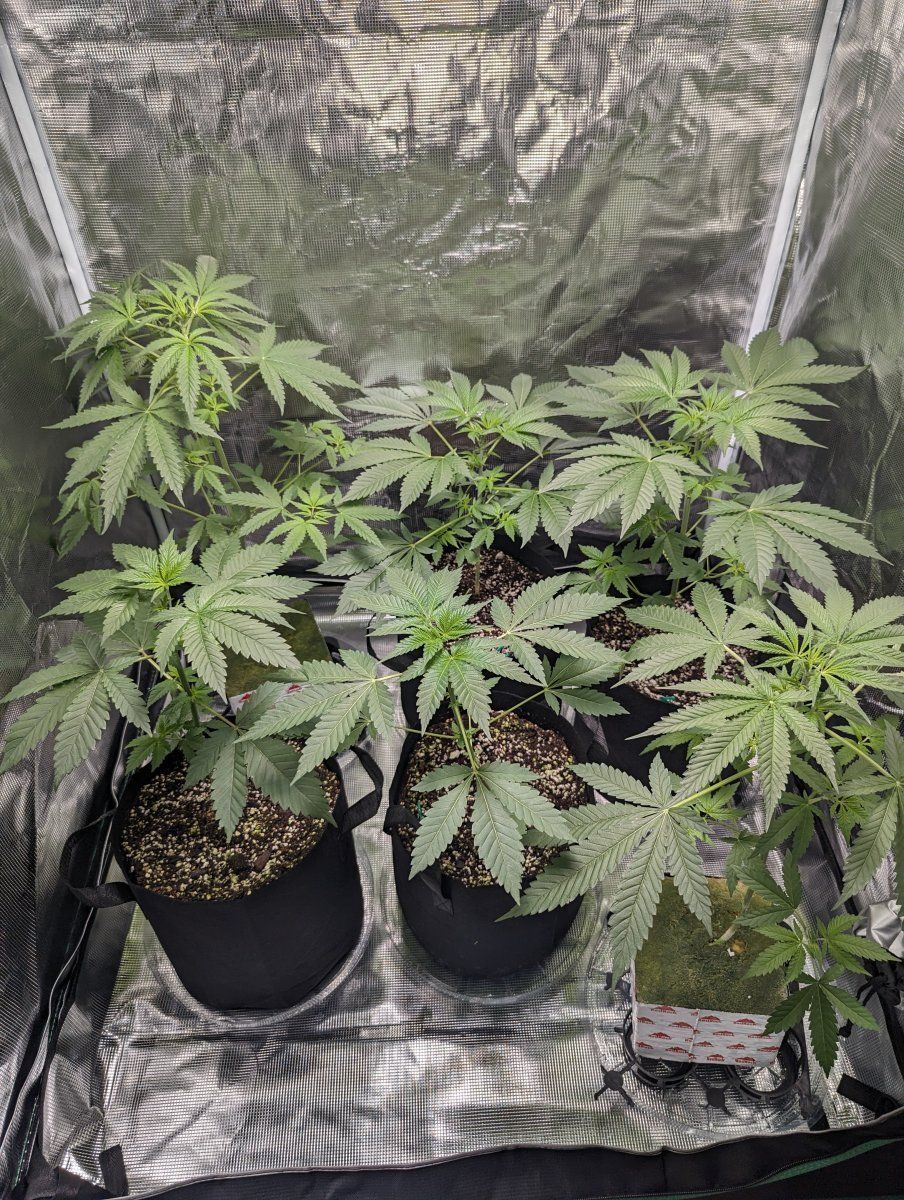 Should i start flowering these ladies
