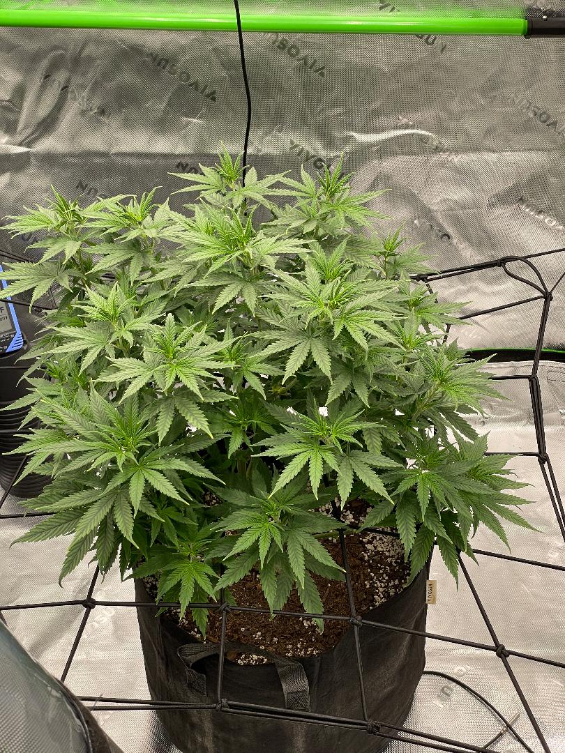 Should i switch to flower   pics attached 3