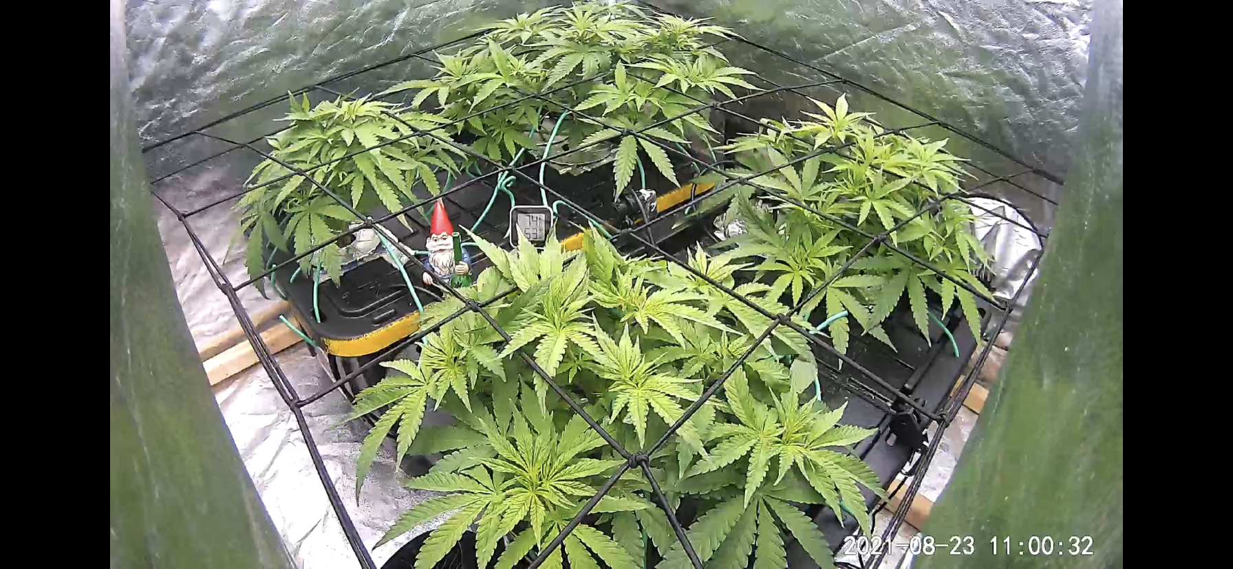 www.thcfarmer.com