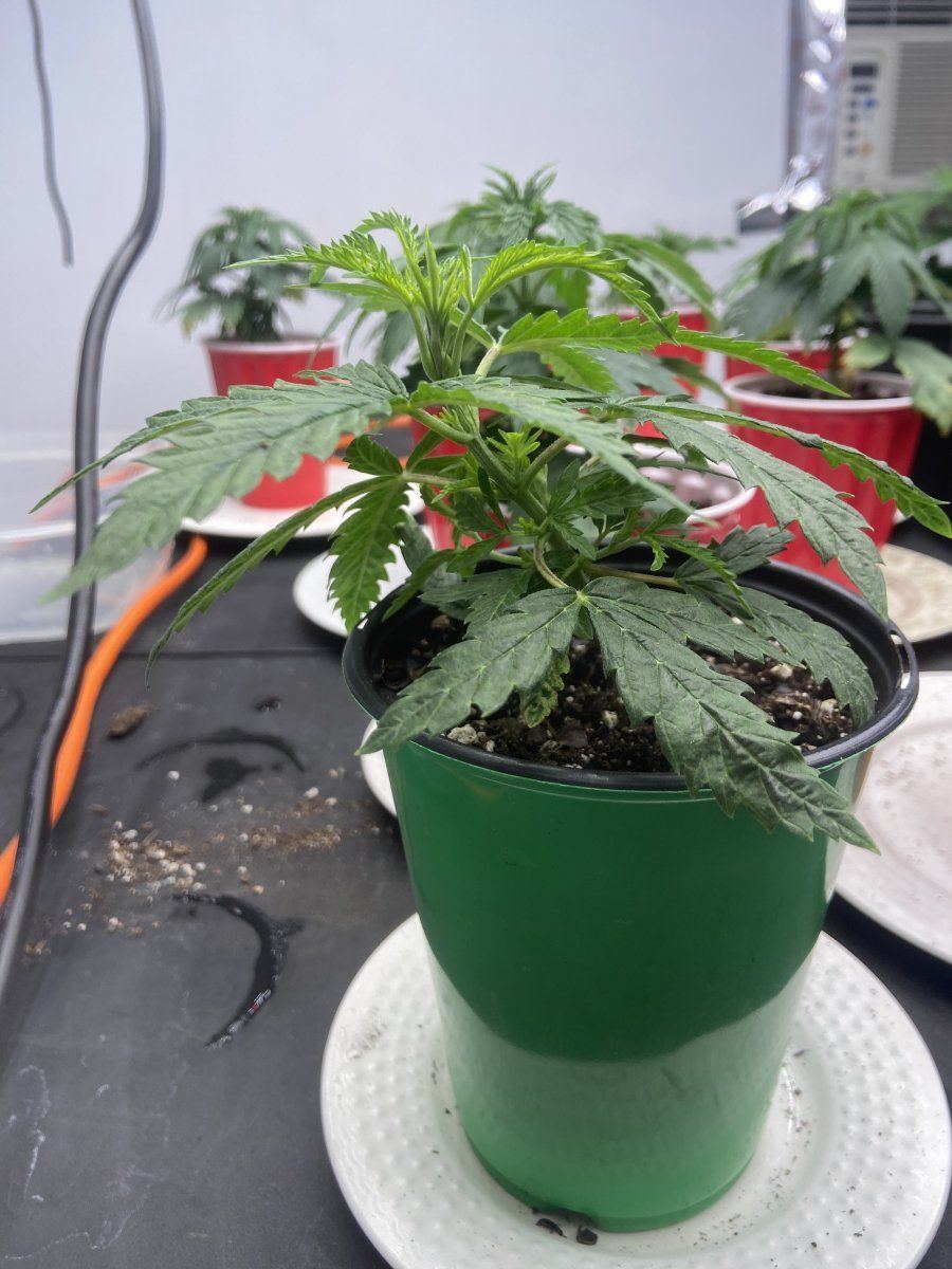 Should i transplant my 8 oz cup to a gallon pot  my plants are regular seeds 12