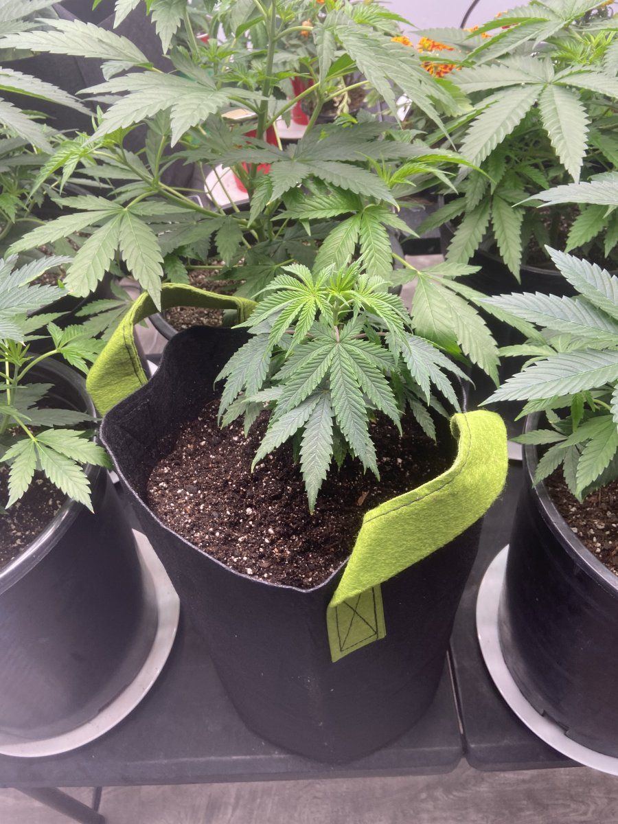 Should i transplant my 8 oz cup to a gallon pot  my plants are regular seeds 5