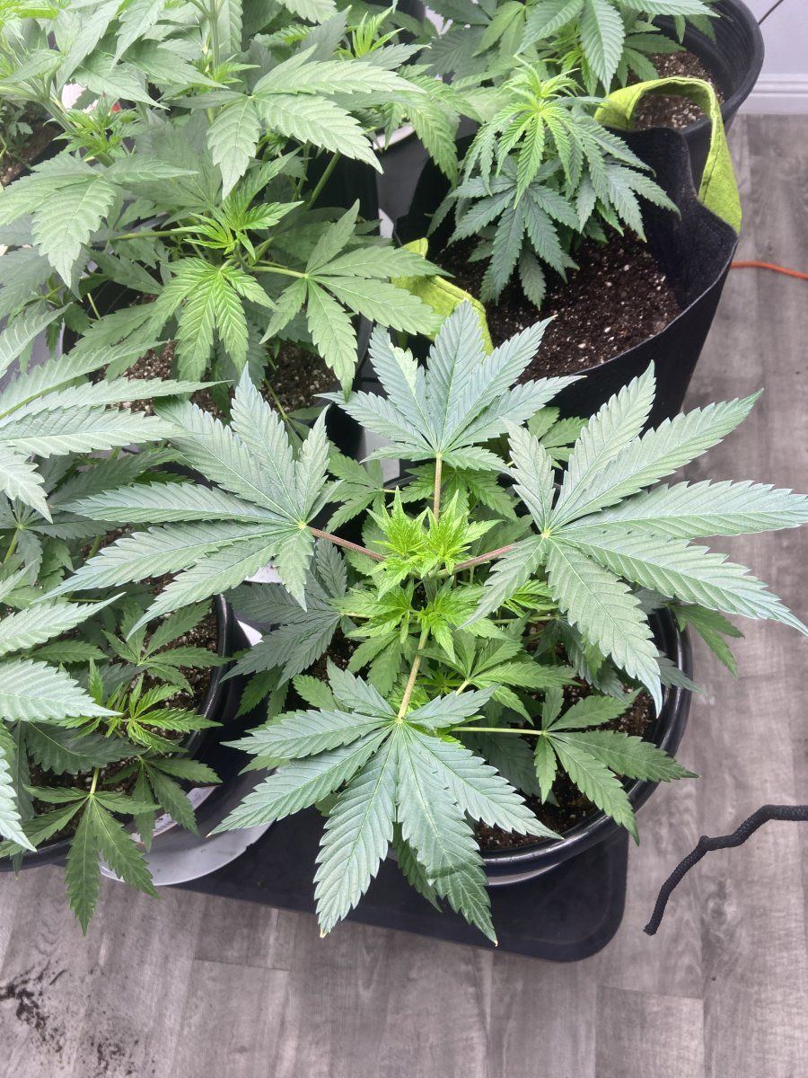 Should i transplant my 8 oz cup to a gallon pot  my plants are regular seeds 7