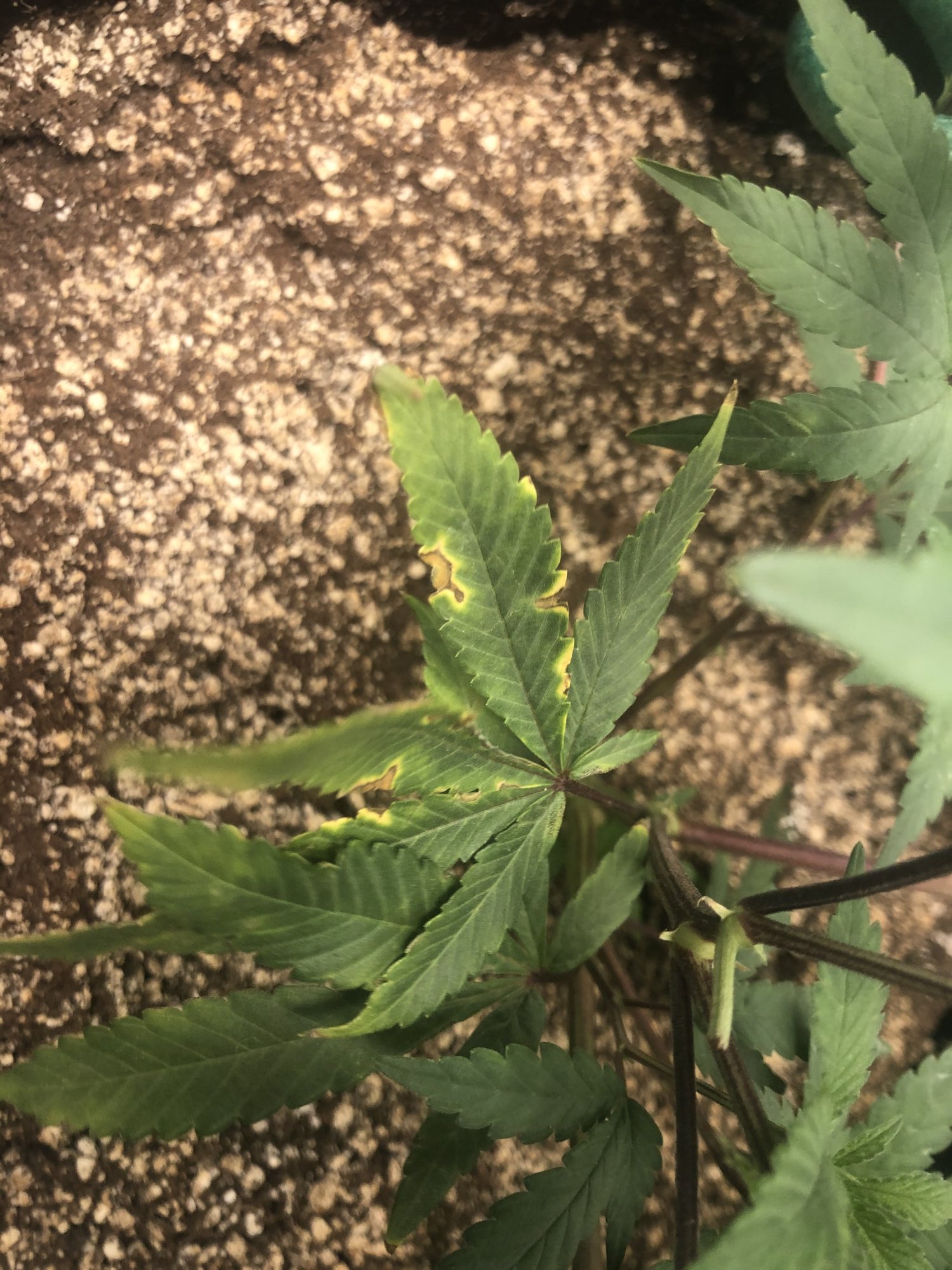 Should i trim or defoliate 3
