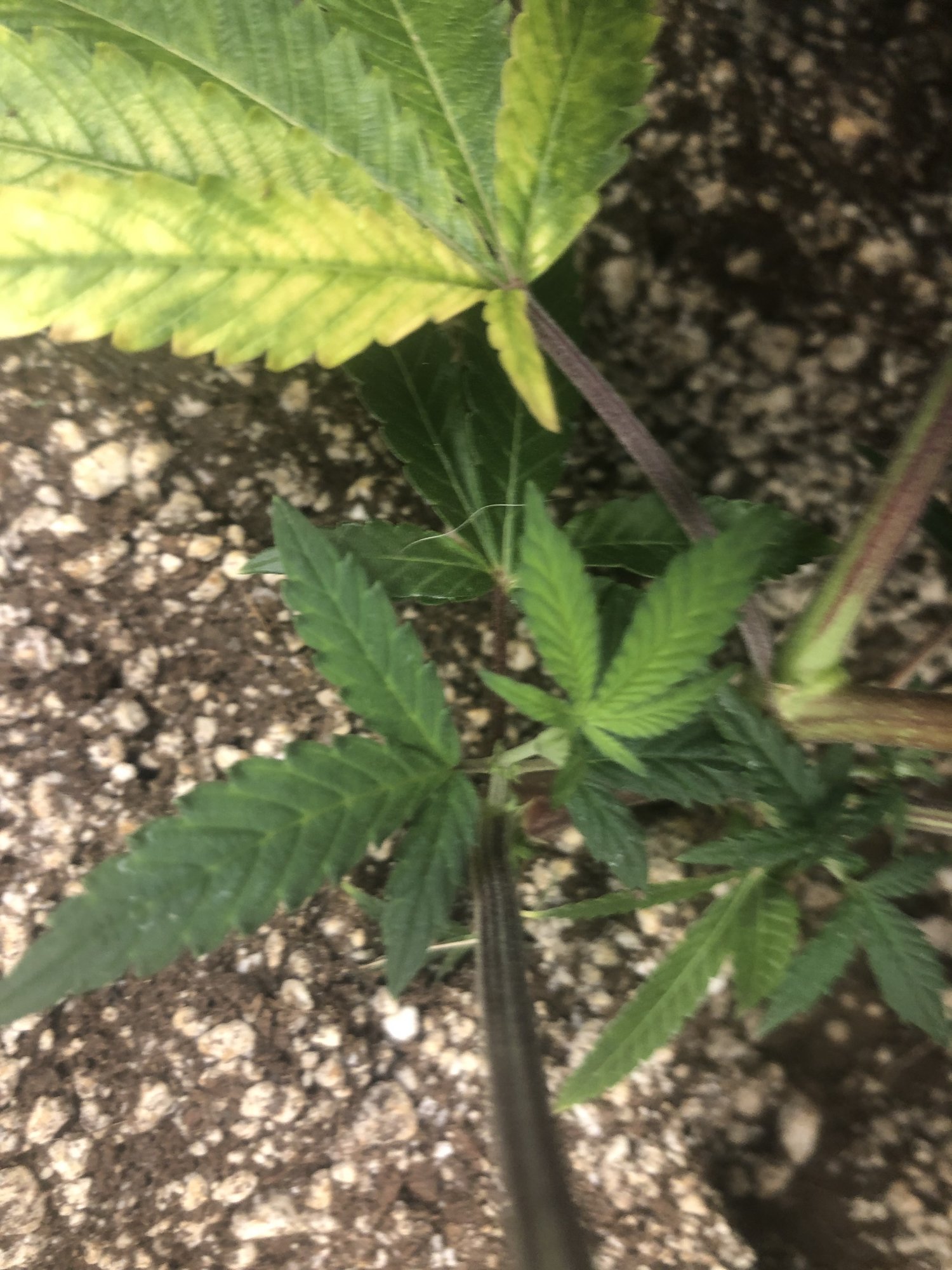 Should i trim or defoliate 4