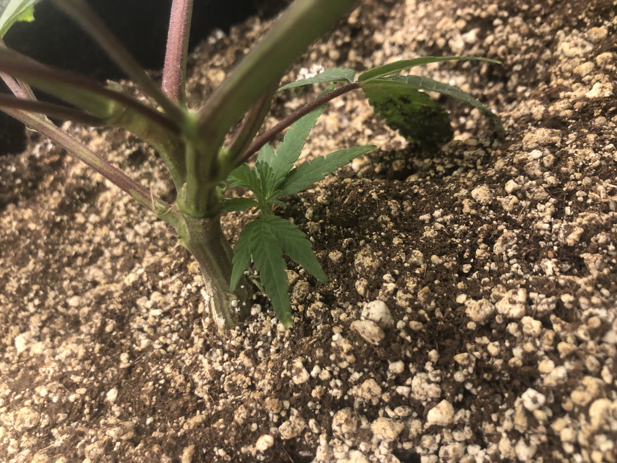 Should i trim or defoliate 5