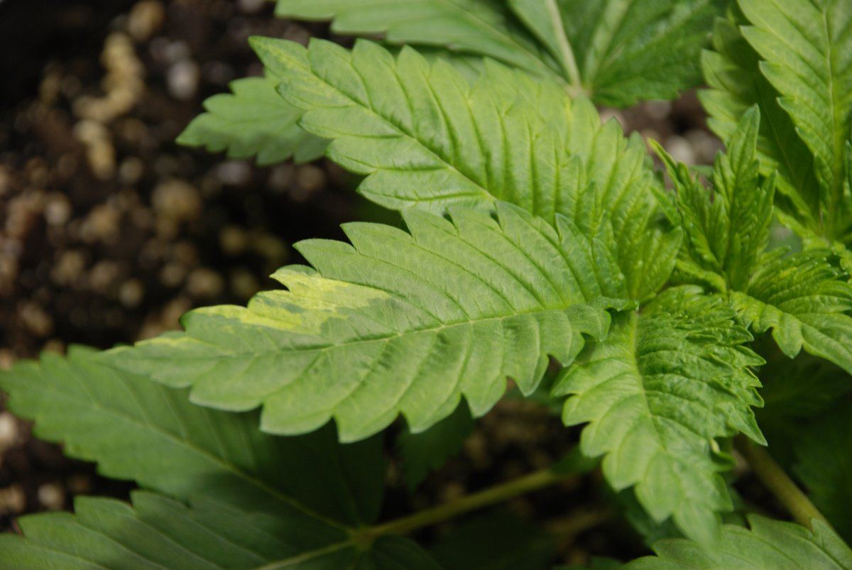 Should i worry leaf curl and blistered appearance 3