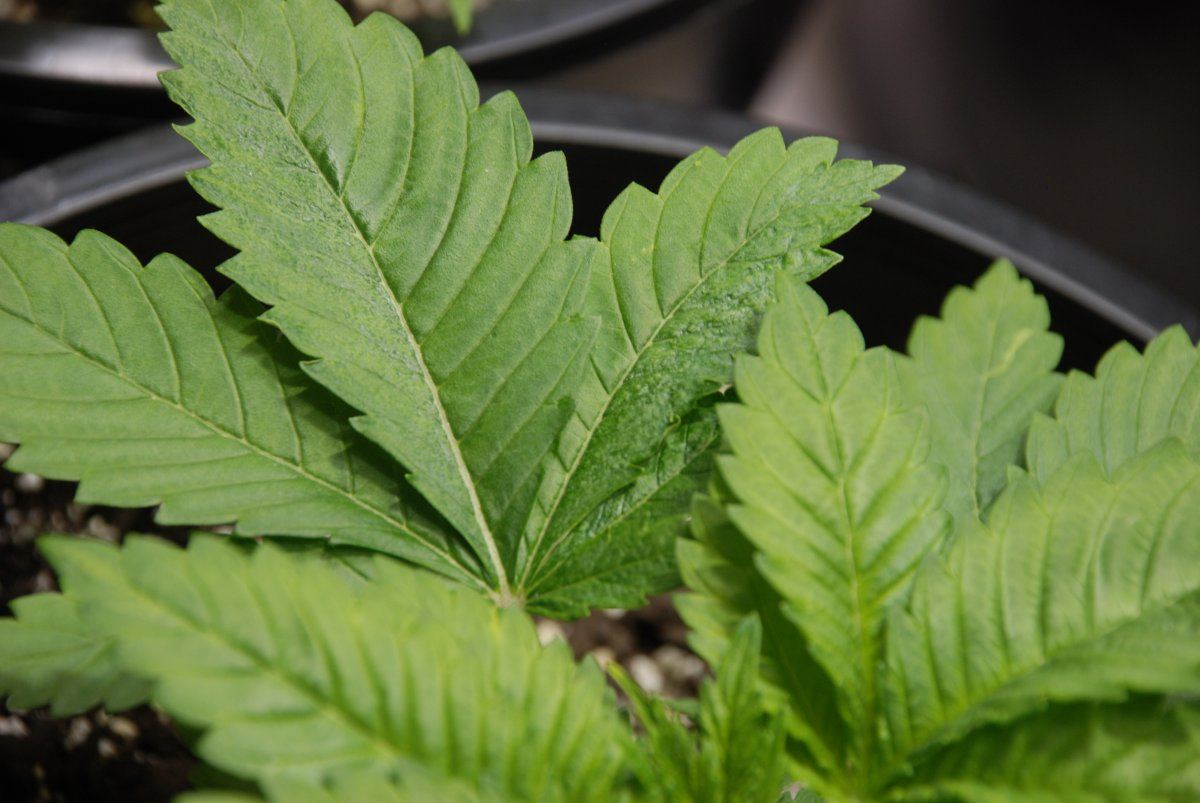Should i worry leaf curl and blistered appearance 4