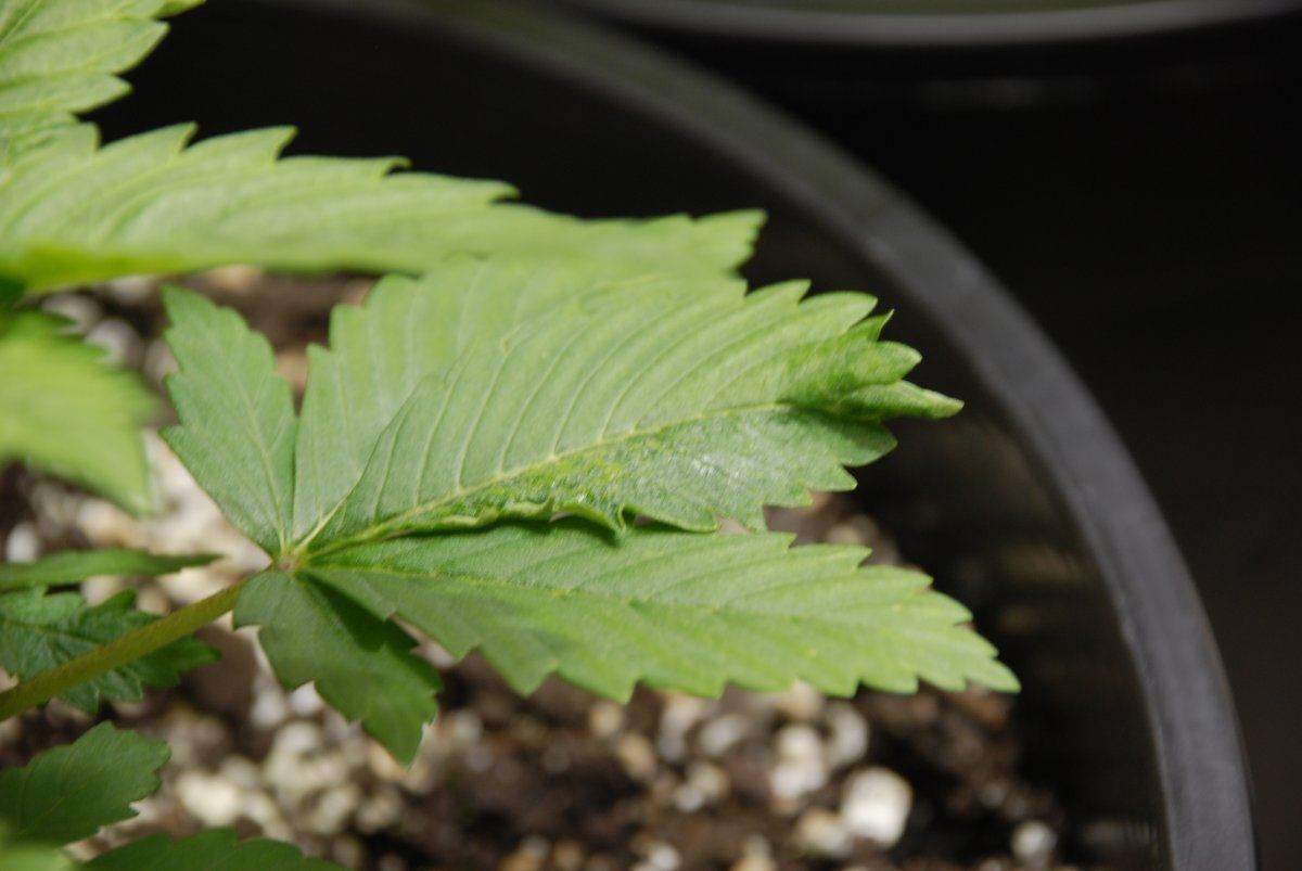 Should i worry leaf curl and blistered appearance 5