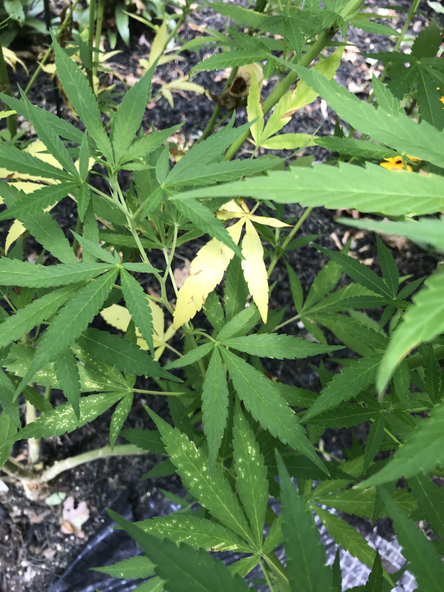 Should leaves be this yellow during flower 4