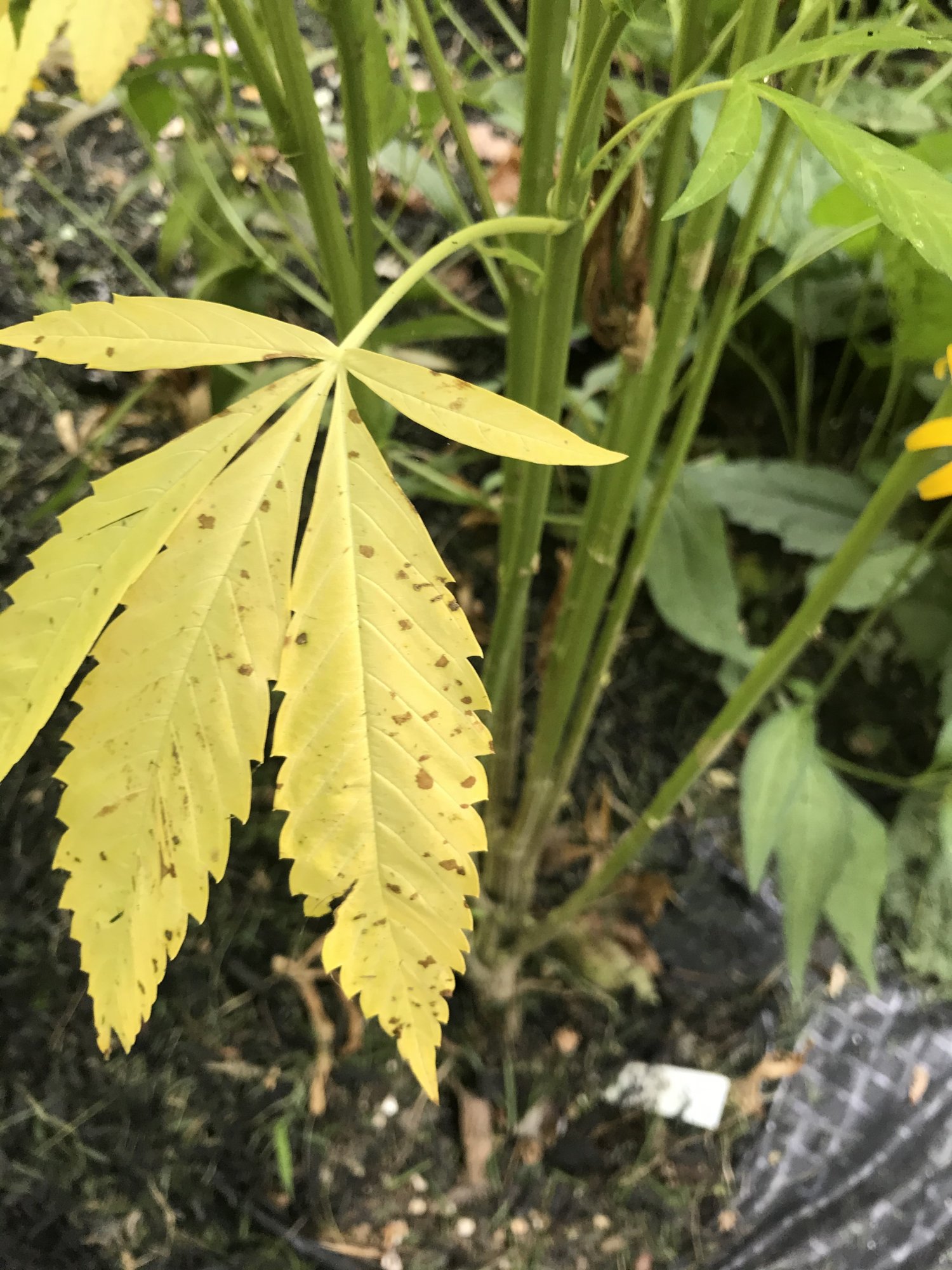 Should leaves be this yellow during flower