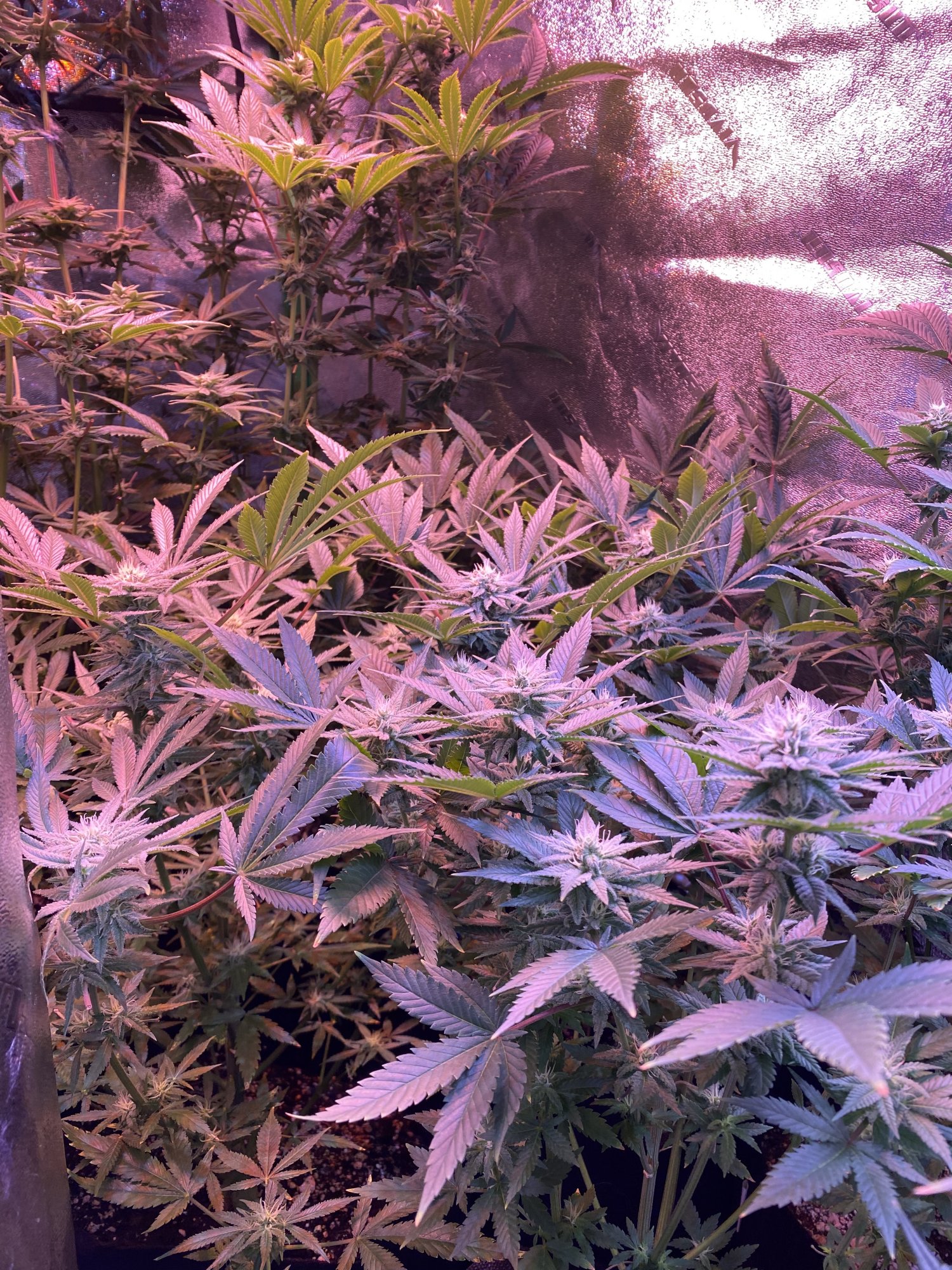 Should my buds be bigger at week 56 defoliation 2