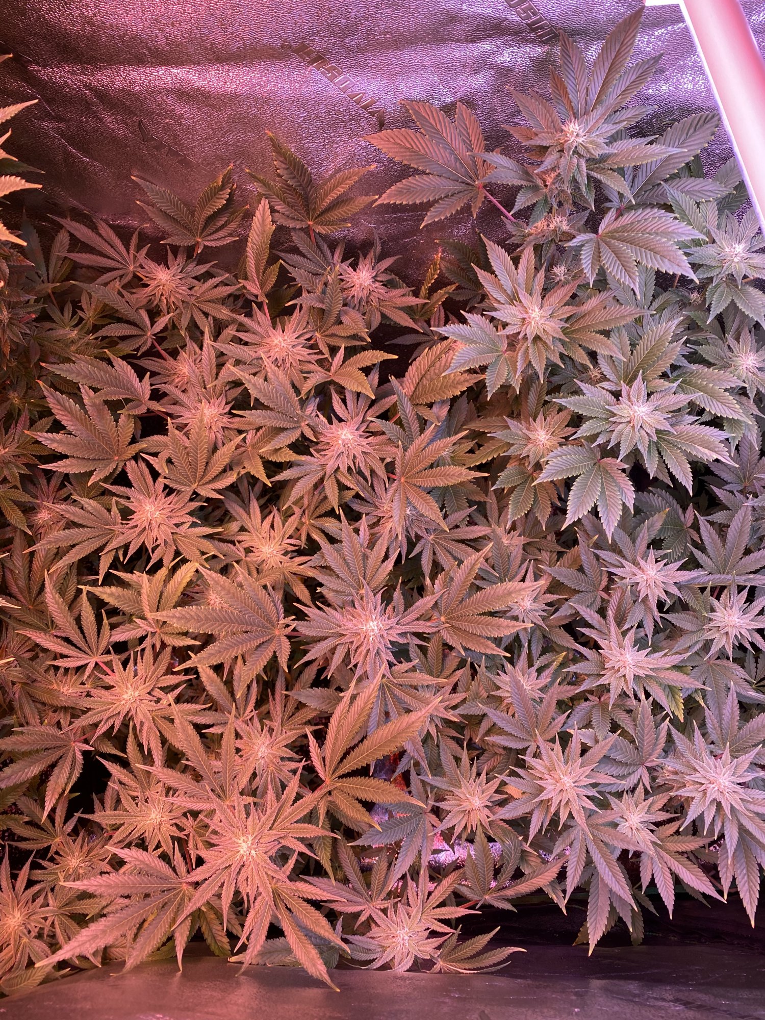 Should my buds be bigger at week 56 defoliation