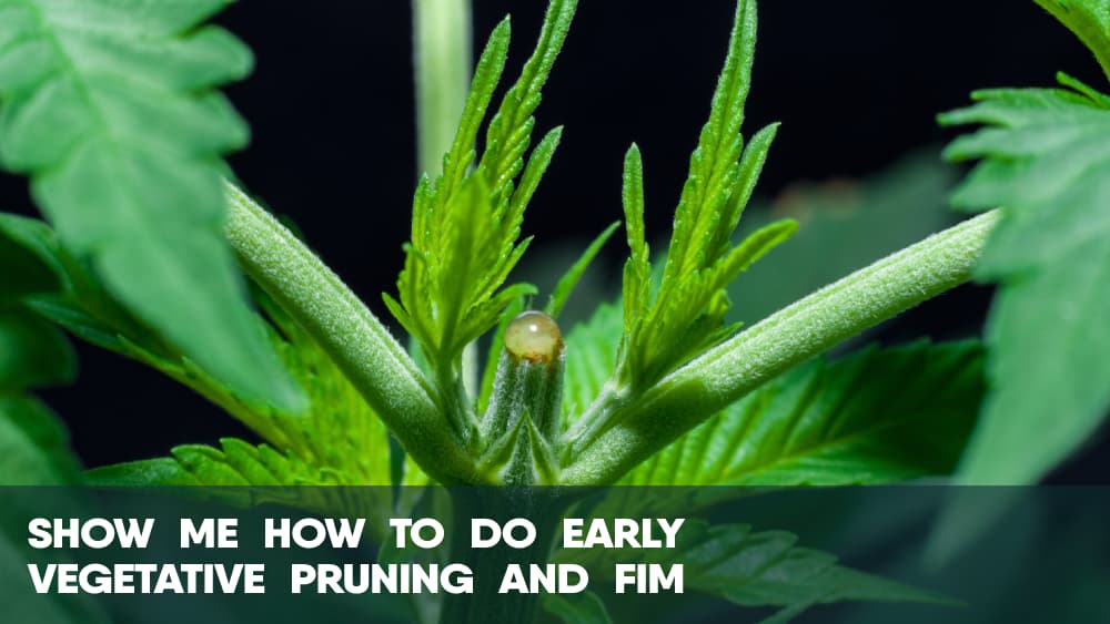 Show me how to do early cannabis vegetative pruning and FIM