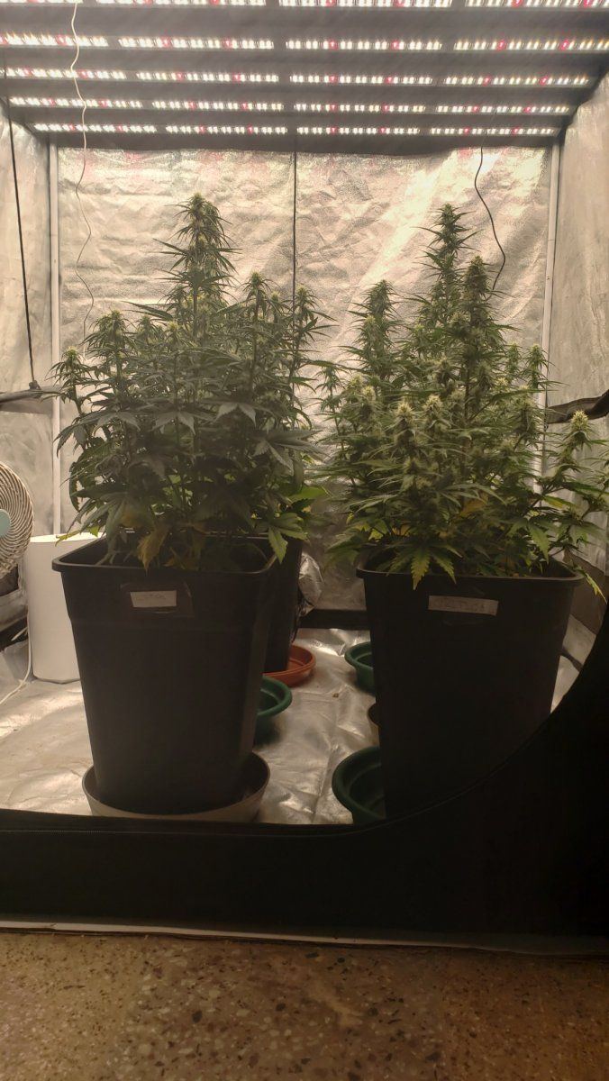 Showing my second autoflowering crop advice is appreciated 2
