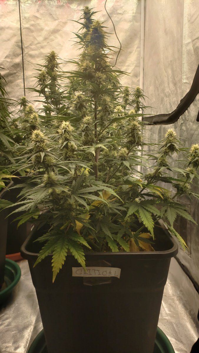 Showing my second autoflowering crop advice is appreciated 3