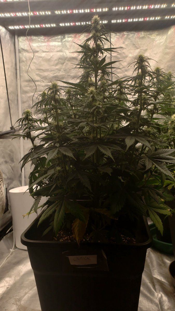 Showing my second autoflowering crop advice is appreciated 4