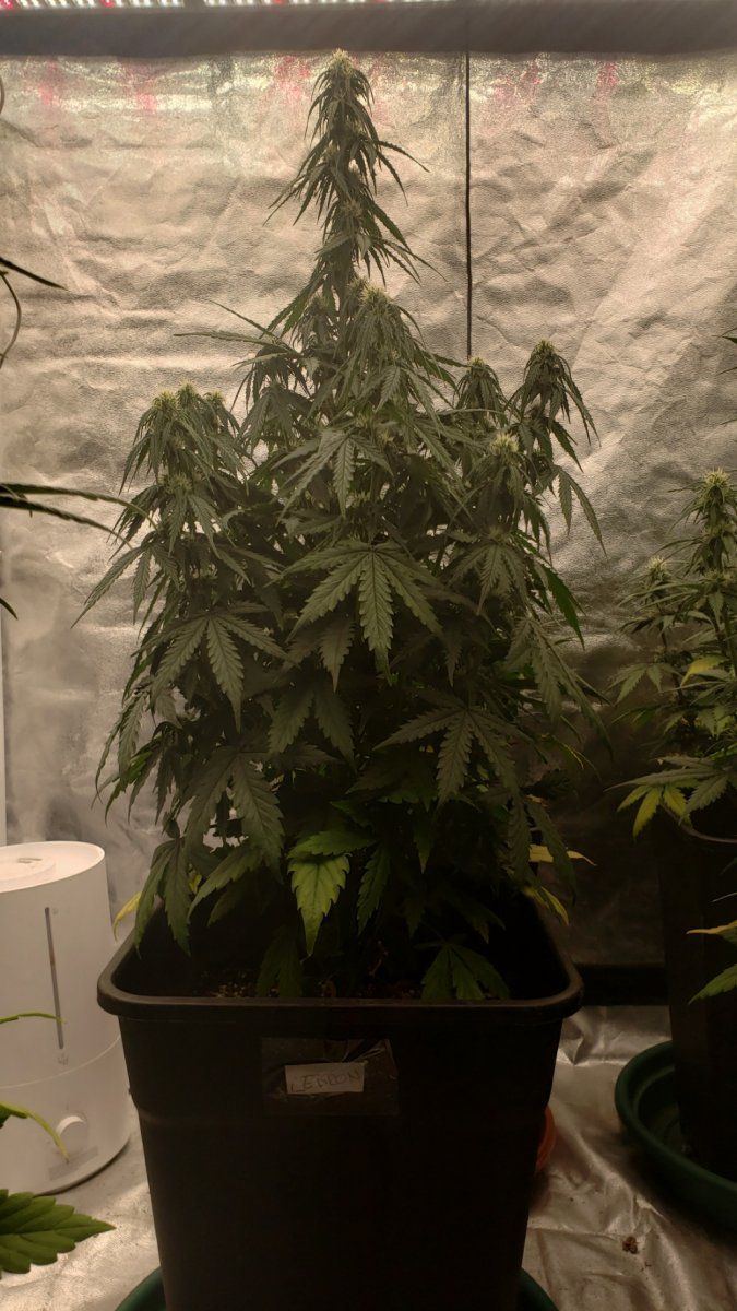 Showing my second autoflowering crop advice is appreciated 5