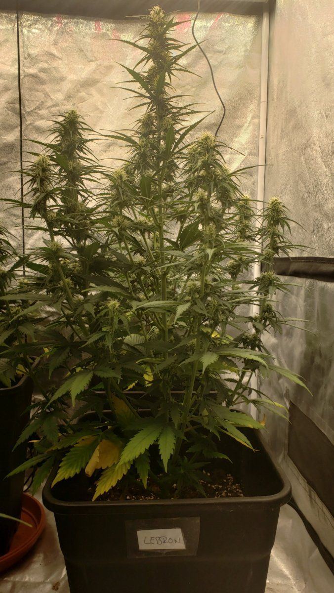 Showing my second autoflowering crop advice is appreciated 6