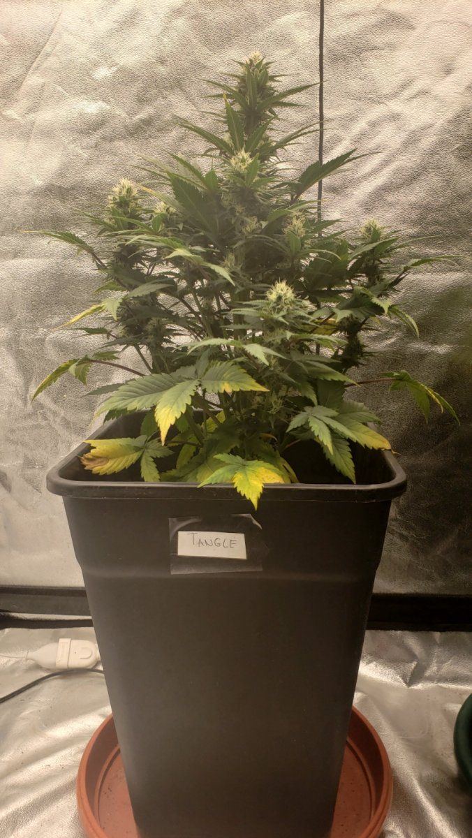 Showing my second autoflowering crop advice is appreciated 7