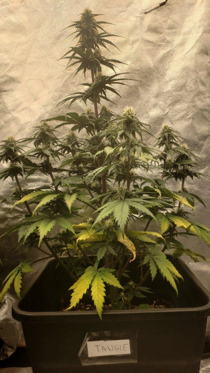Showing my second autoflowering crop advice is appreciated 8