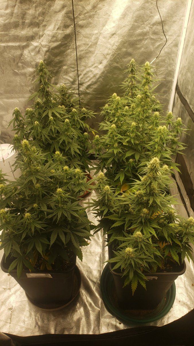 Showing my second autoflowering crop advice is appreciated