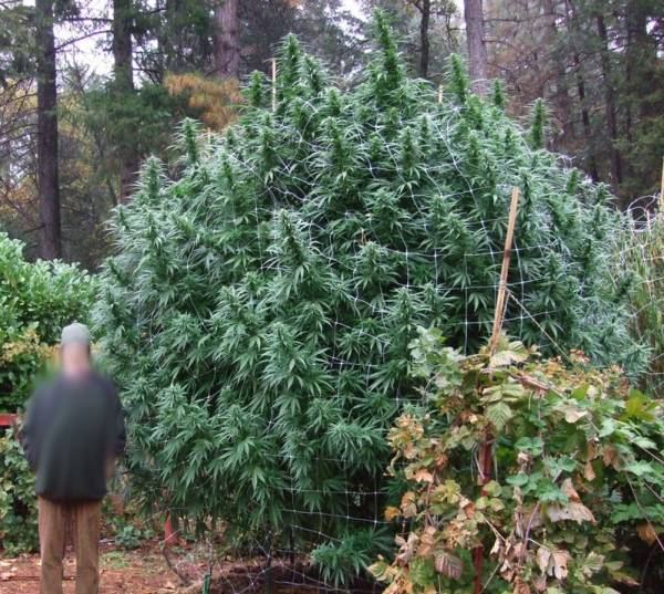 Shrub