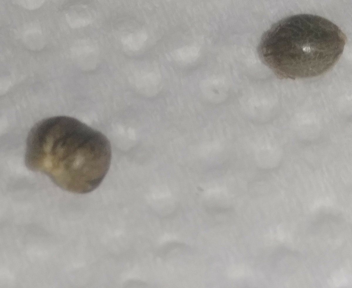 Siamese bean during breeding 5
