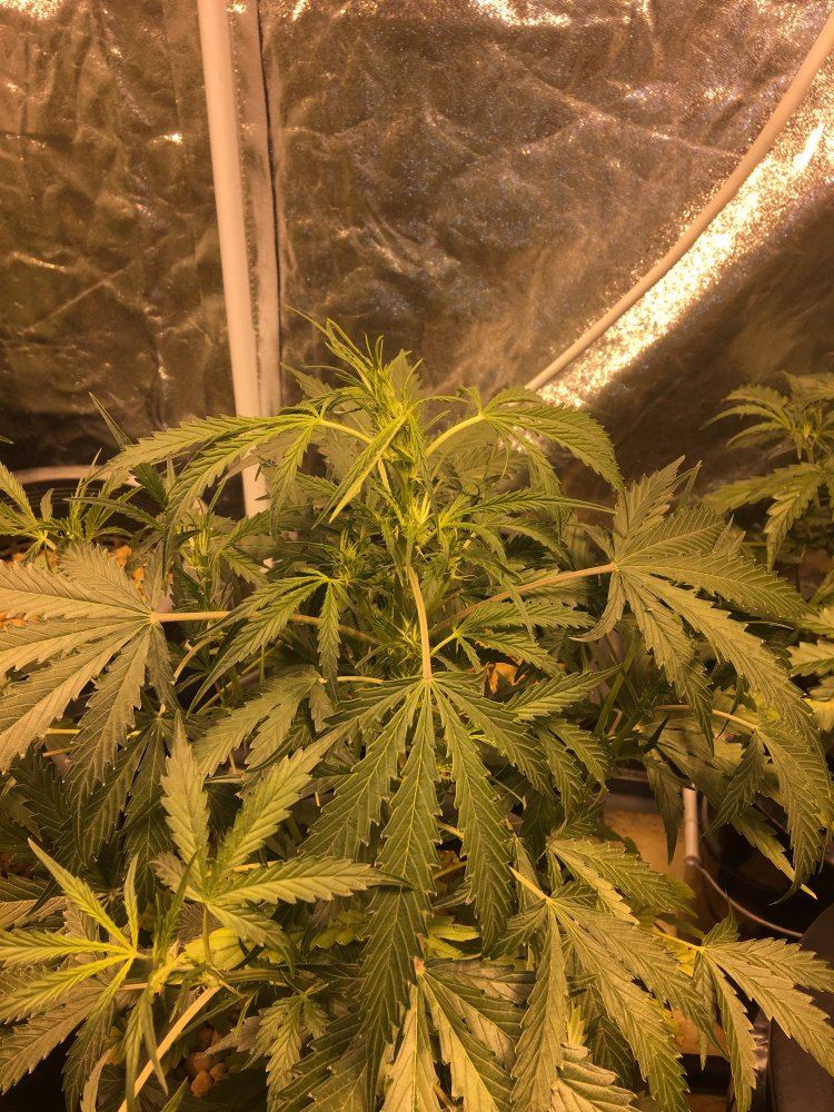 Sick auto blooms nutrient burn shock 3
