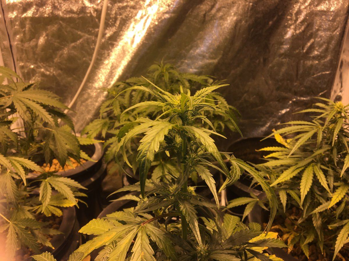 Sick auto blooms nutrient burn shock 4
