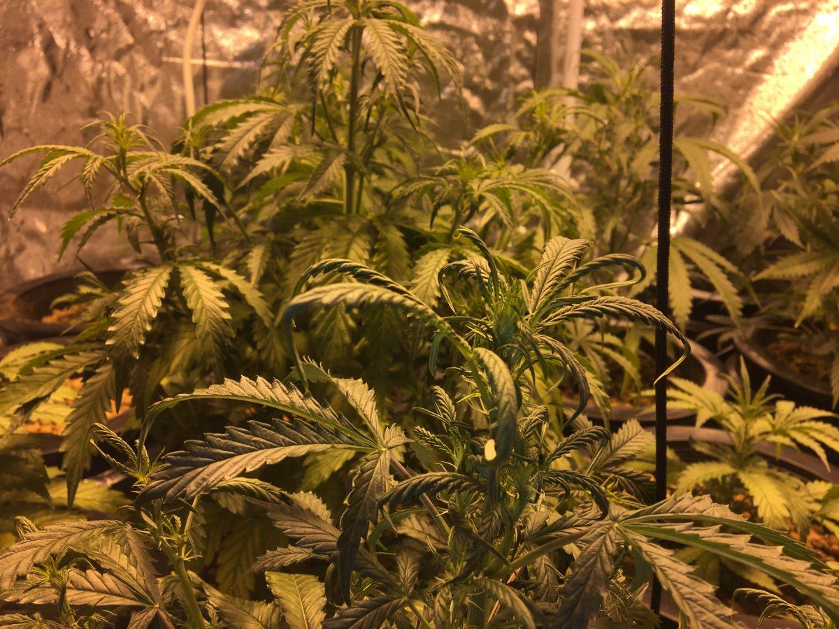 Sick auto blooms nutrient burn shock 5