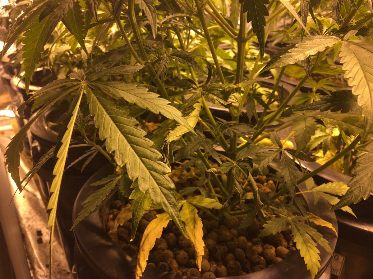 Sick auto blooms nutrient burn shock 6