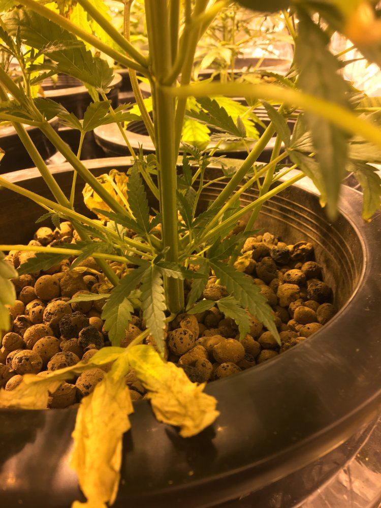 Sick auto blooms nutrient burn shock 7