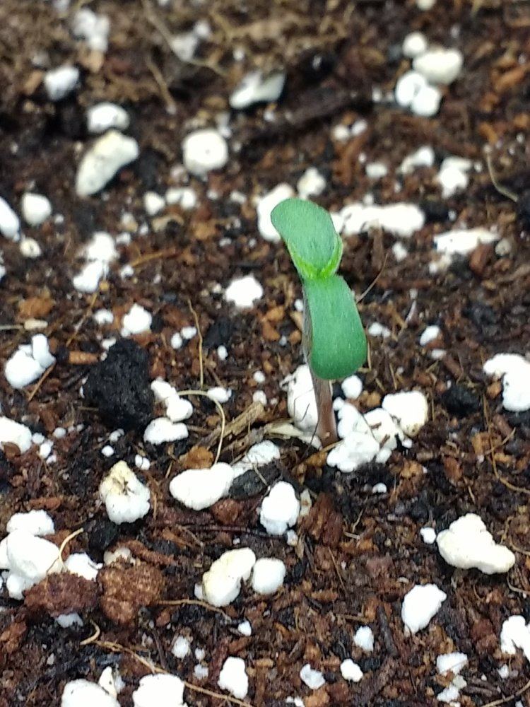 Sick looking seedling again and again please whats wrong 4