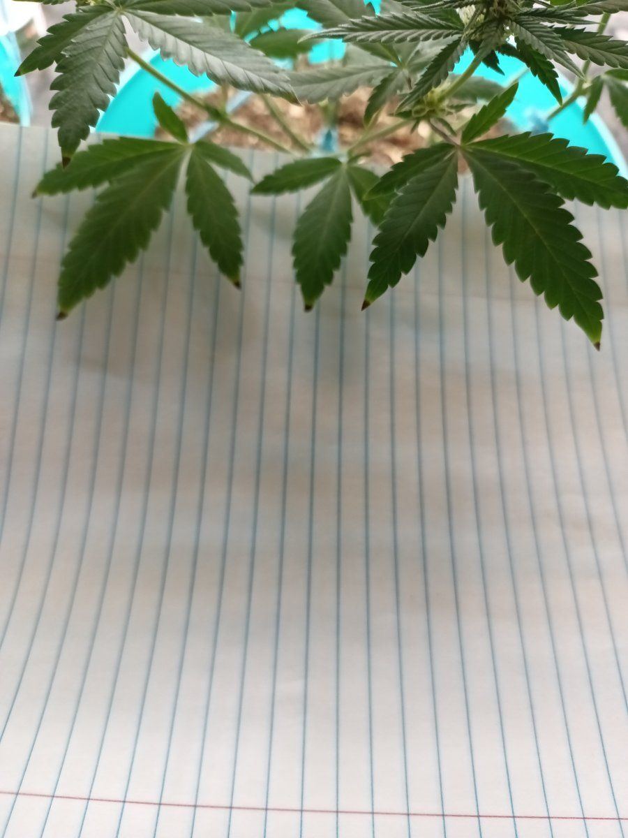 Sick or normal a noob needs knowledge 8