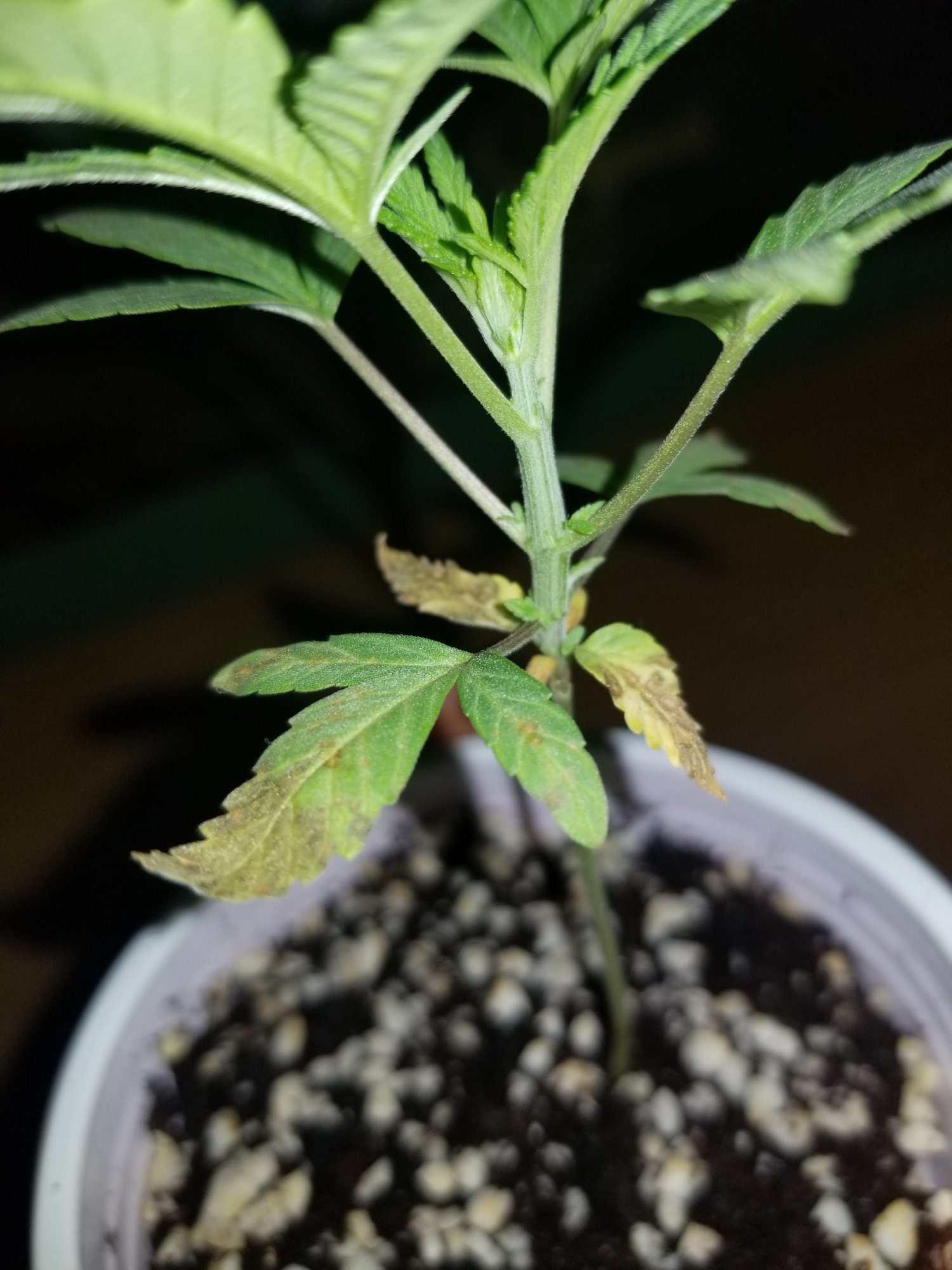 Sick plant diagnosis 2