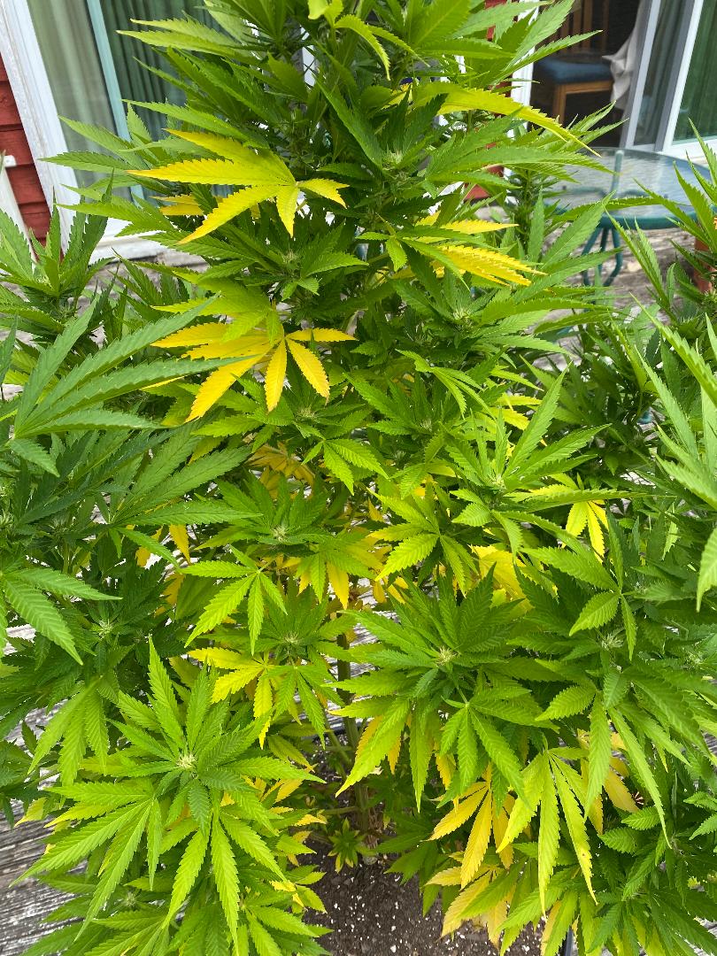 Sick plant