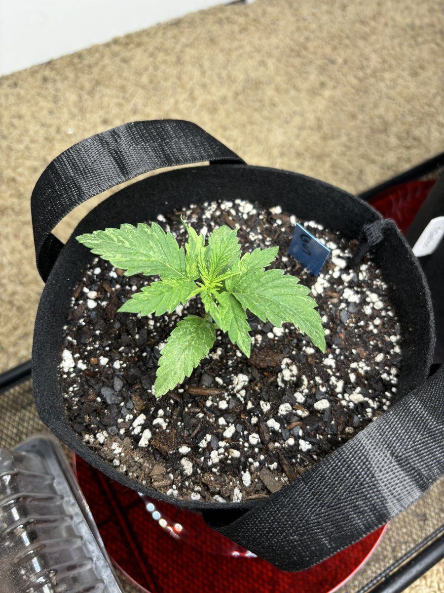Sick plant or lacking nutes
