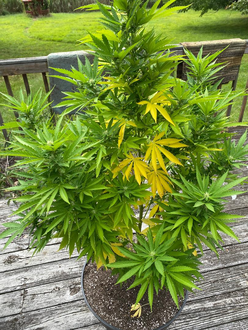 Sick plant2