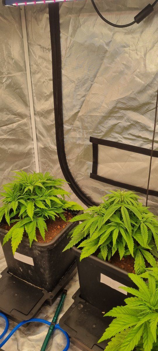 Sick plants  need advice please 3