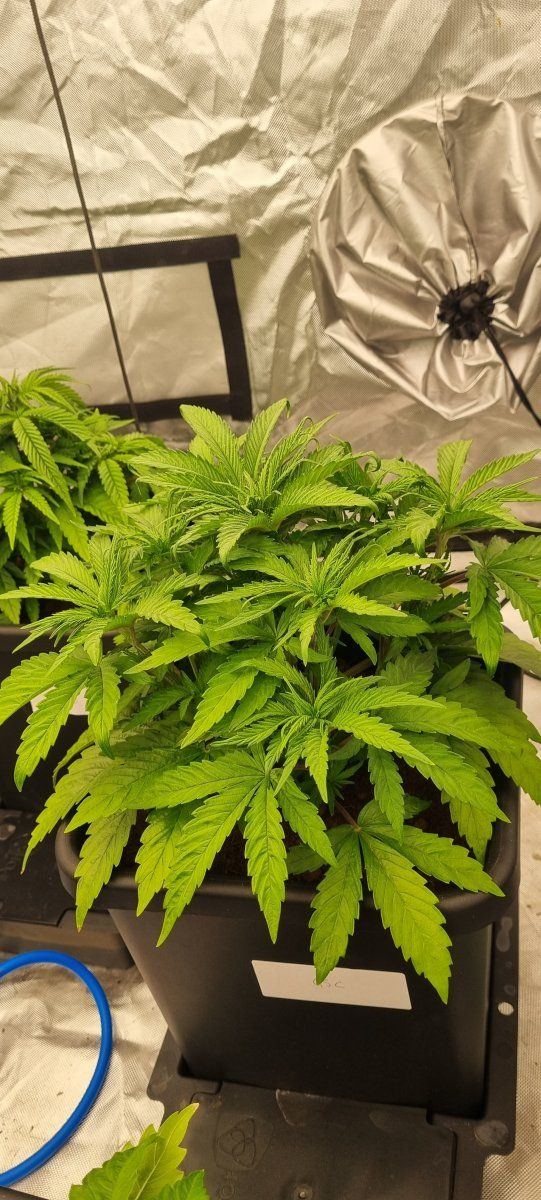 Sick plants  need advice please 4