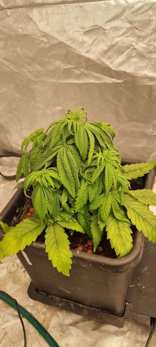 Sick plants  need advice please 5