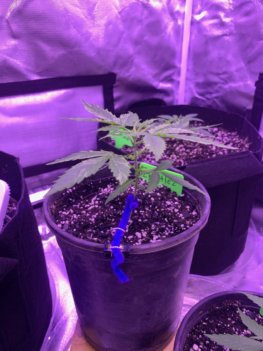 Sickly leaves   general update on grow  need help 3