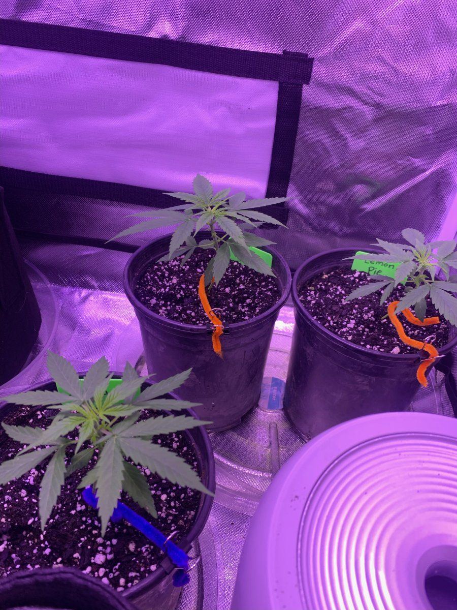 Sickly leaves   general update on grow  need help 4