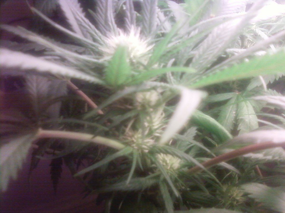 Side flower