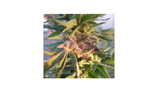 Signs bud rot marijuana 2