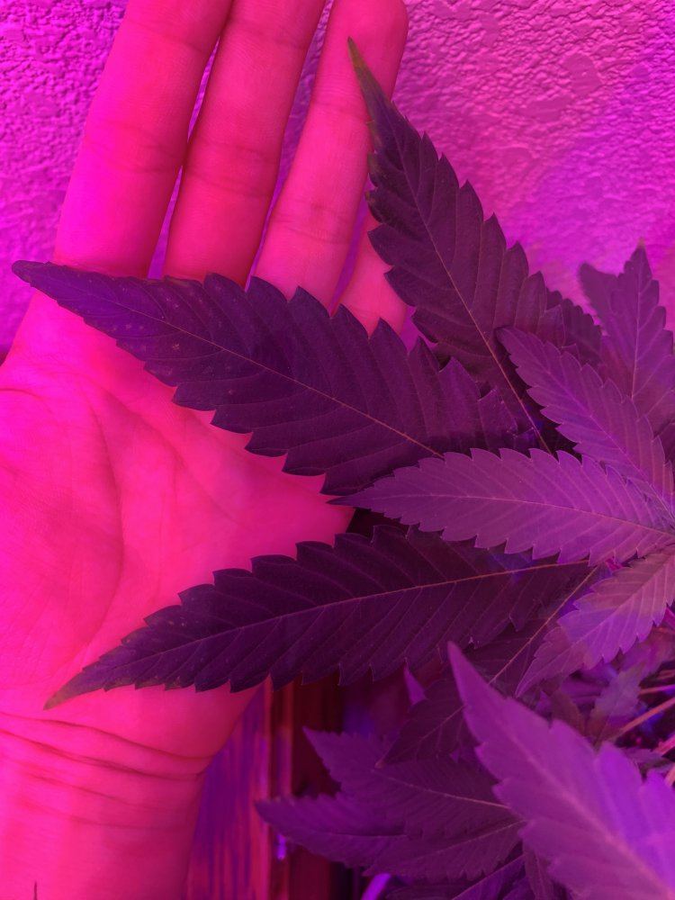 Signs of deficiency or nute lockout 3
