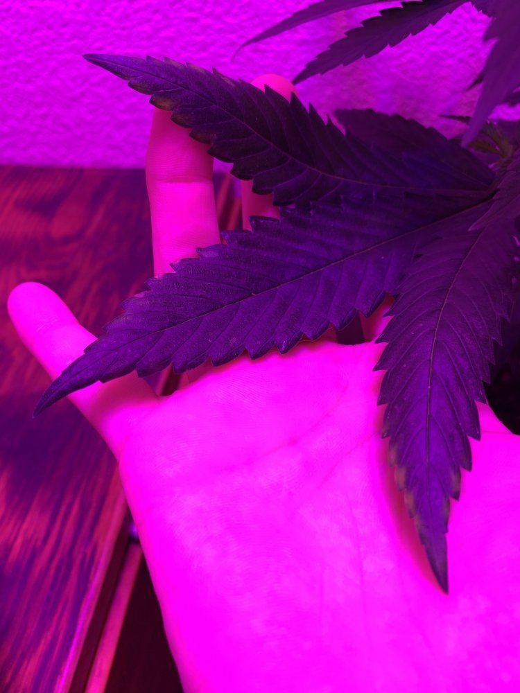Signs of deficiency or nute lockout