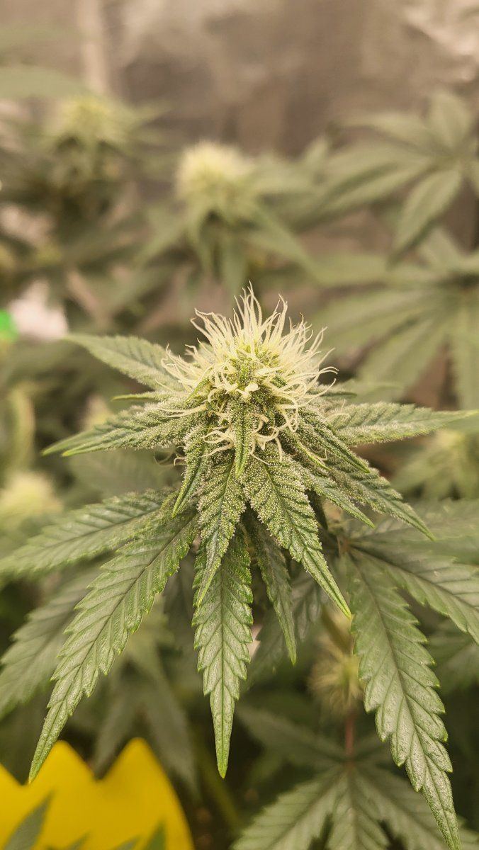 Silver haze